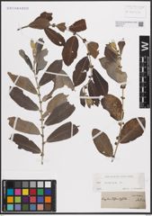 Foto von Salix cinerea L.